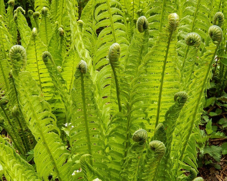 Dryopteris - Щитовник
