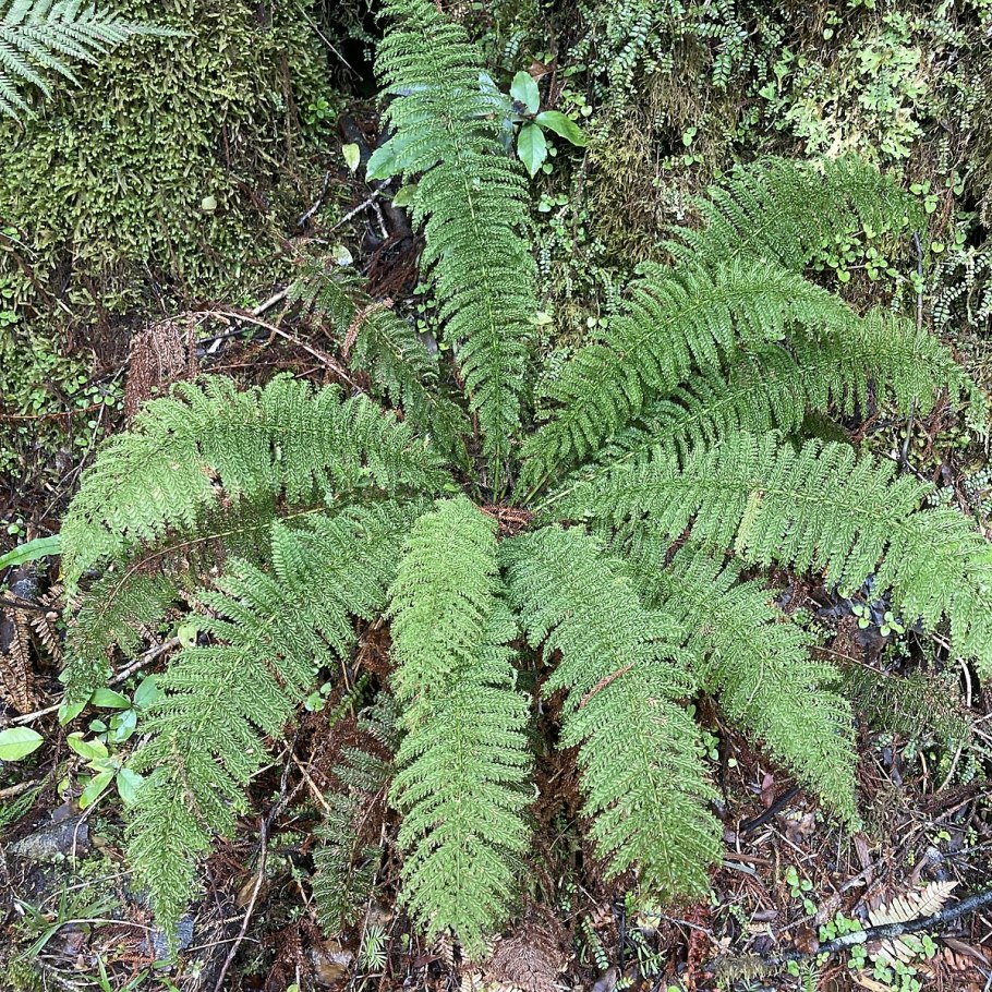 Стрептопус стеблеобъемлющий