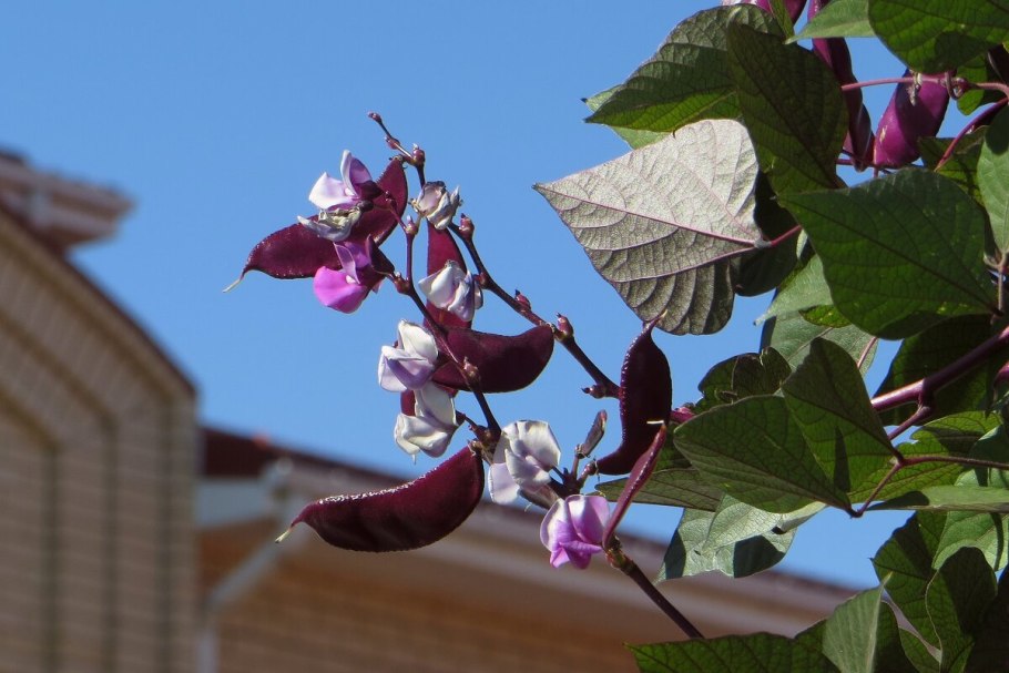 Гиацинтовые Бобы долихос