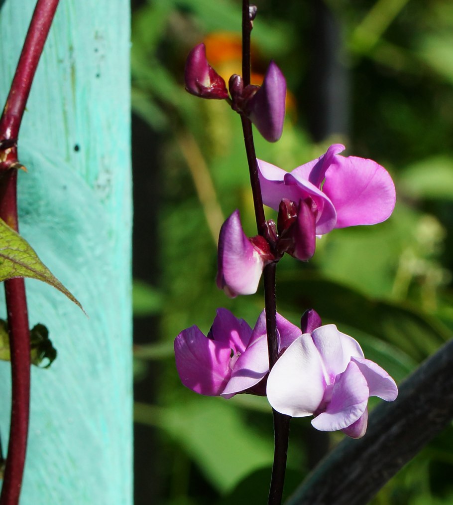 Долихос Лиана