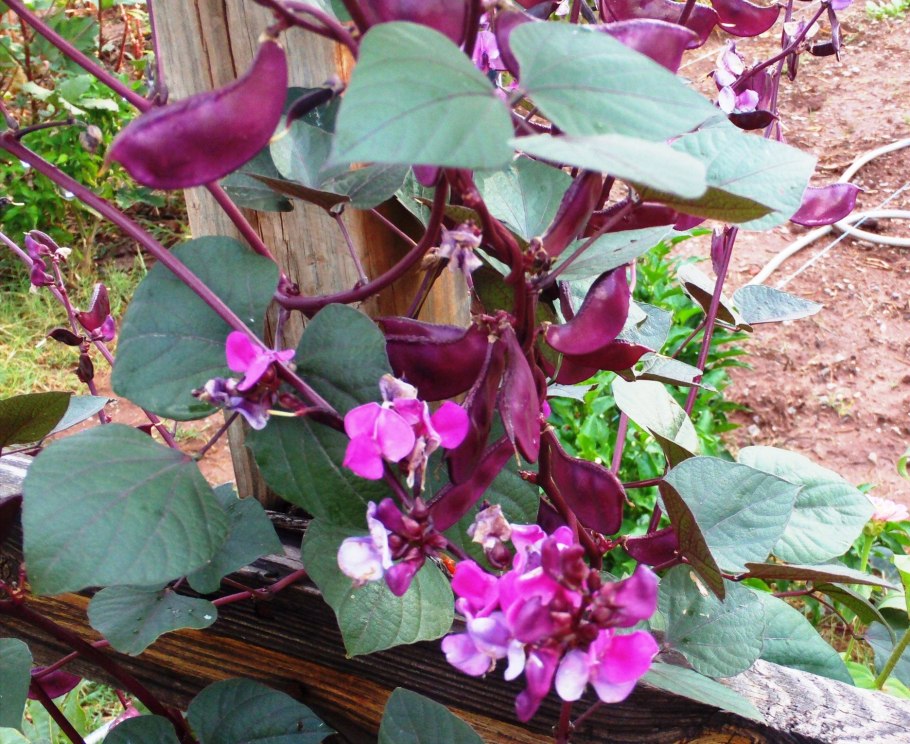 Лианой гиацинтовые Бобы (долихос).