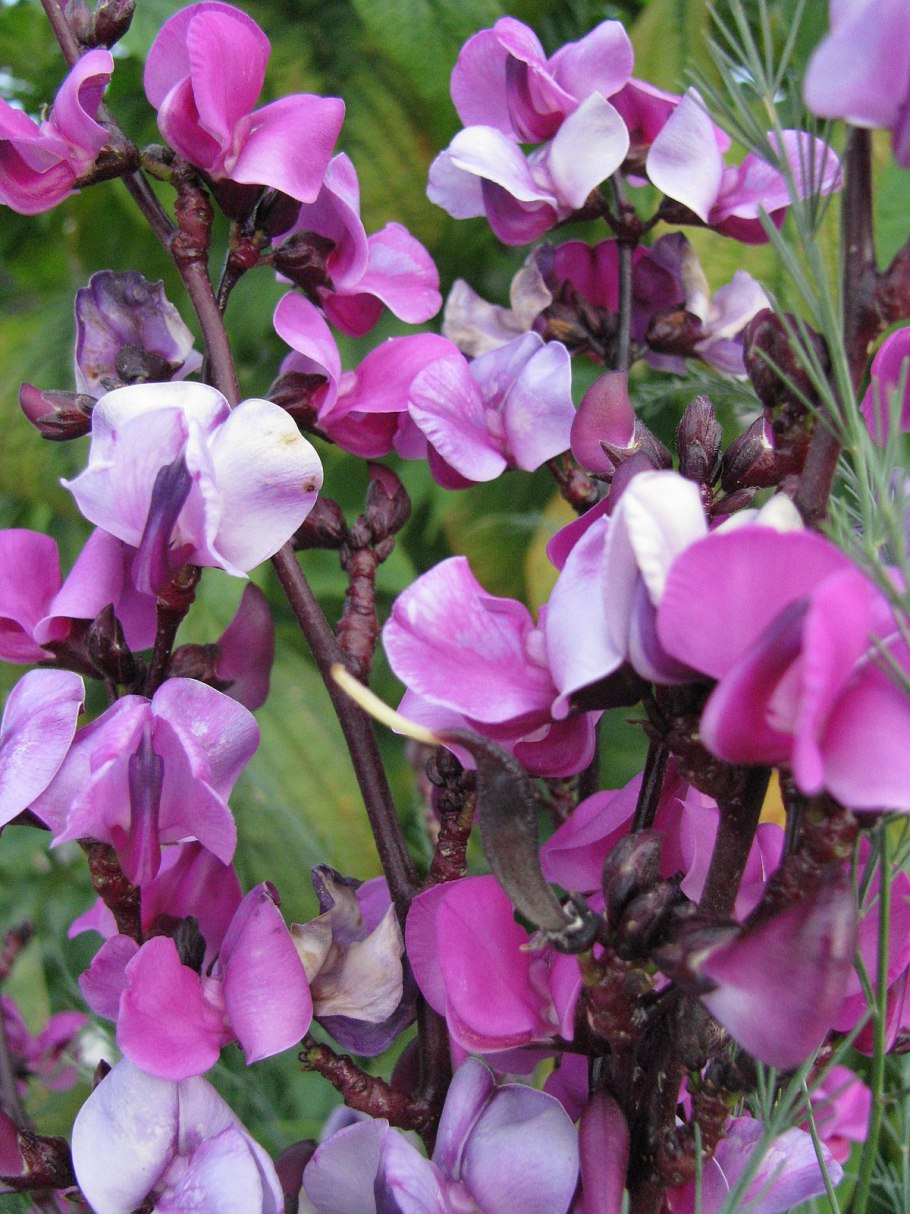 Долихос вьющаяся сирень