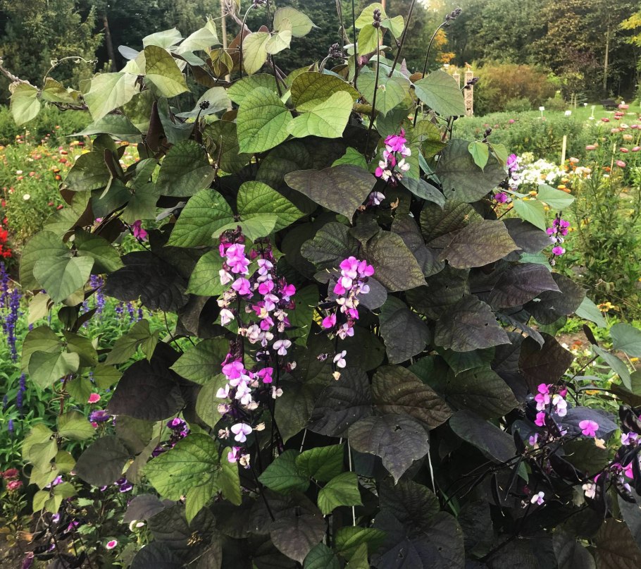 Долихос как ухаживать зимой