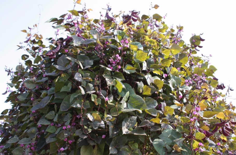 Долихос семена