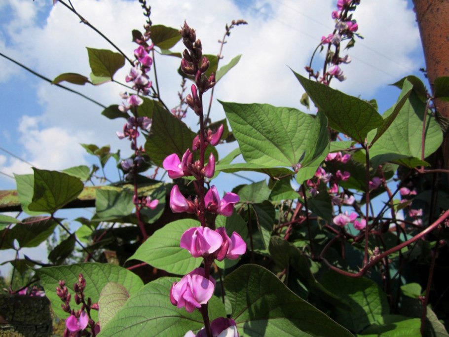 Вьюн долихос