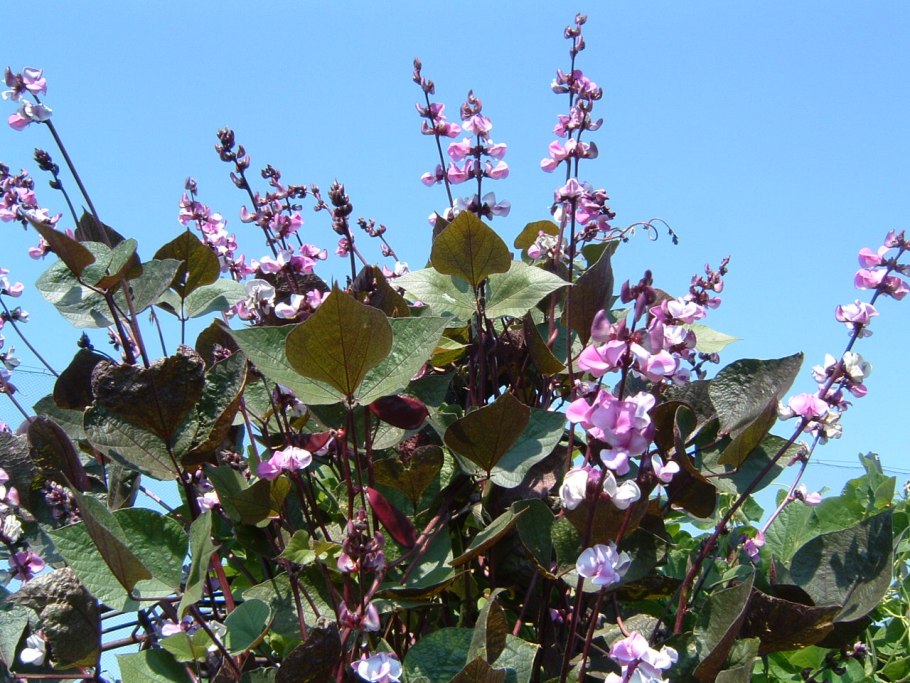 Гиацинтовые Бобы долихос