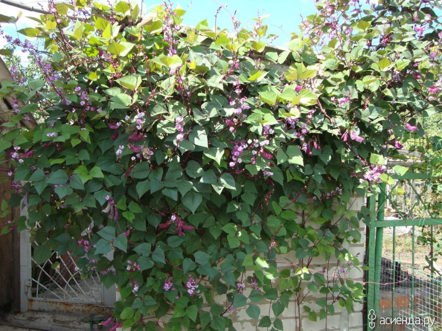 Гиацинтовые Бобы долихос