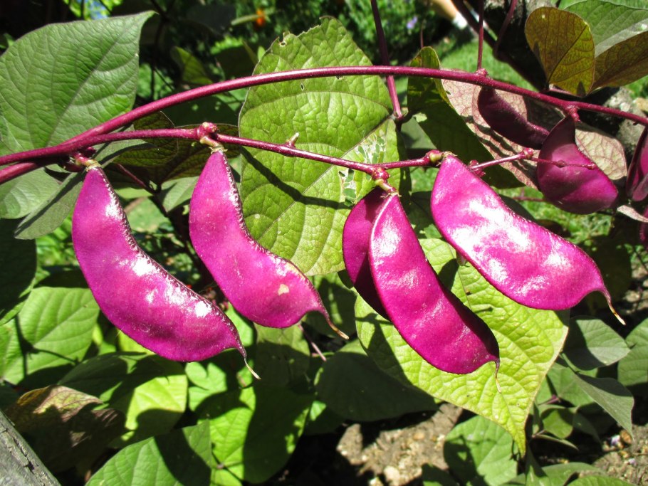 Гиацинтовые Бобы долихос