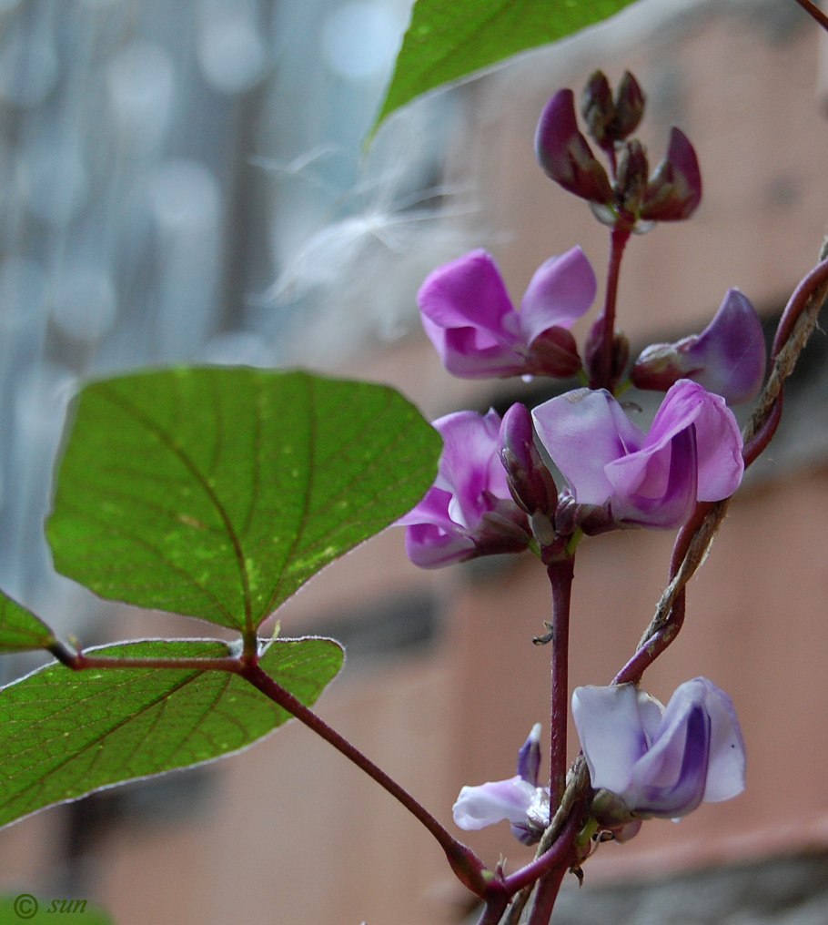 Долихос Вьюнок