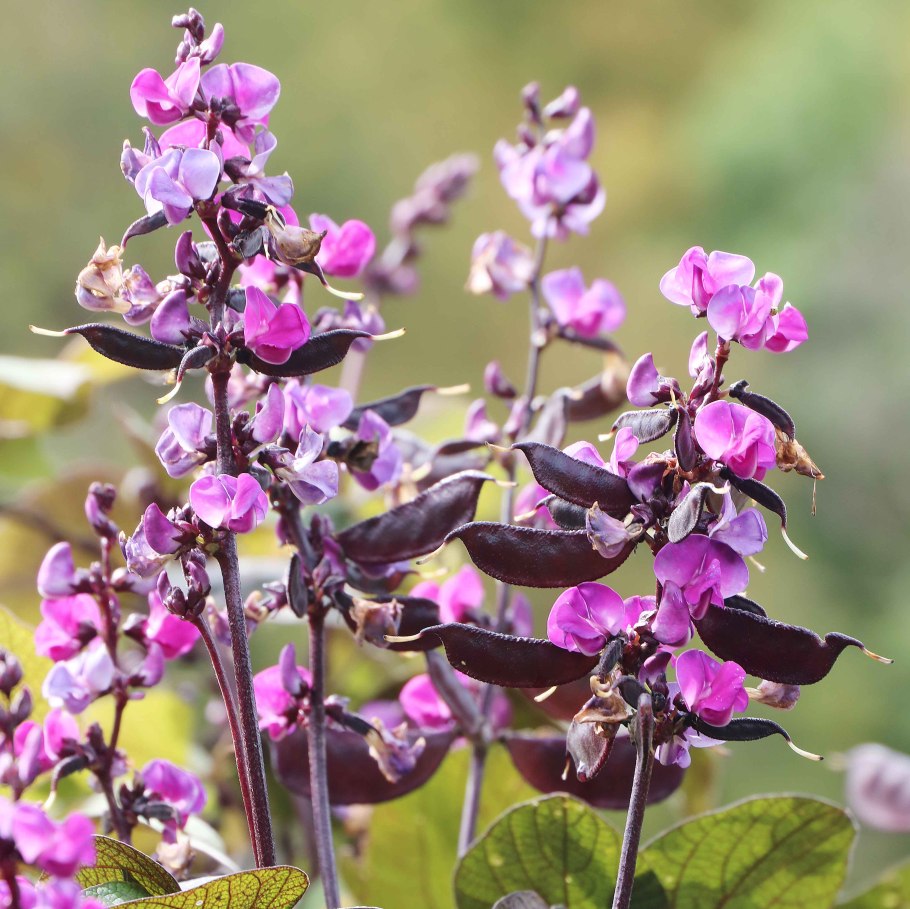 Гиацинтовые Бобы долихос