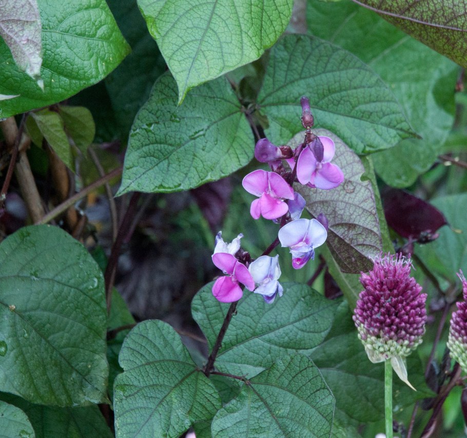 Лобия долихос