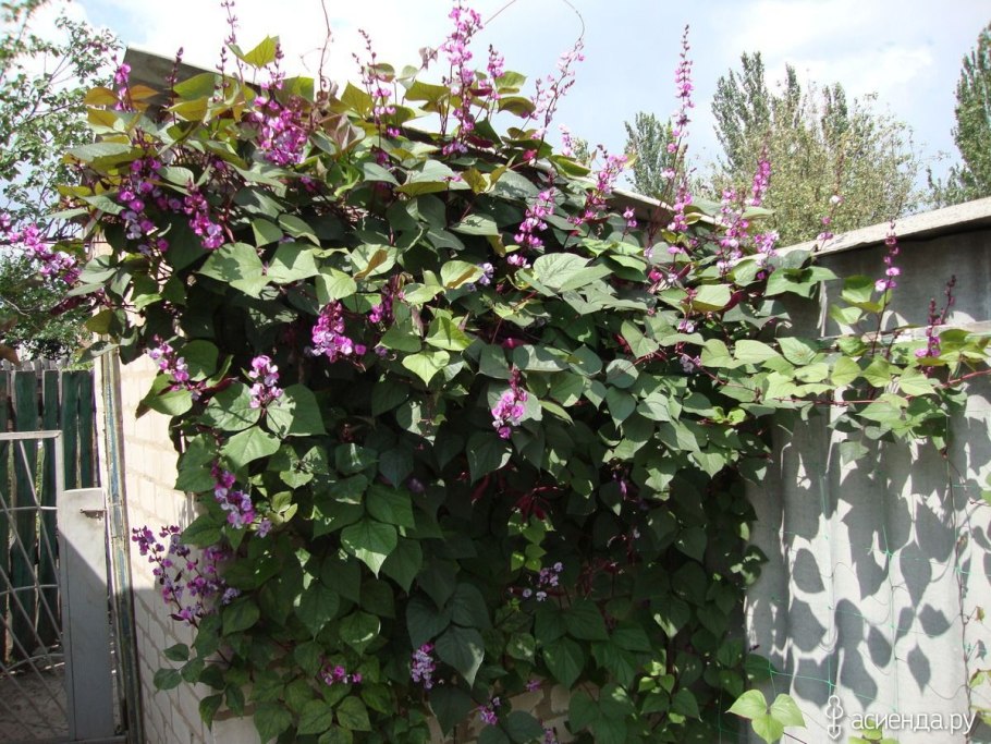 Гиацинтовые Бобы долихос