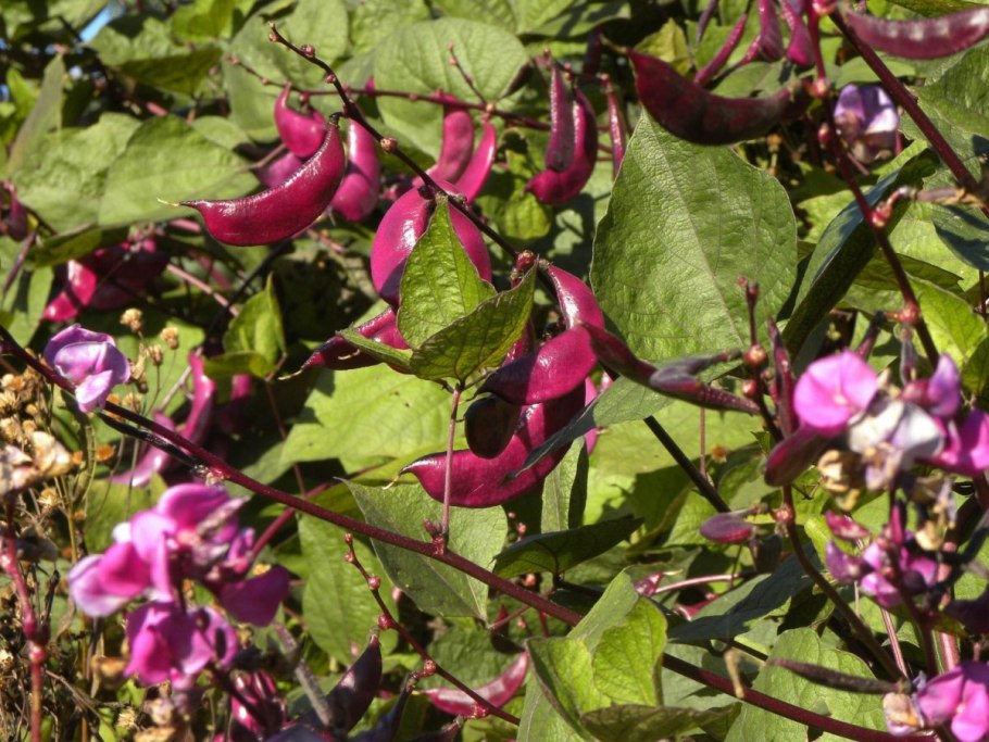 Лианой гиацинтовые Бобы (долихос).