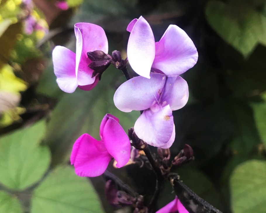 Лианой гиацинтовые Бобы (долихос).