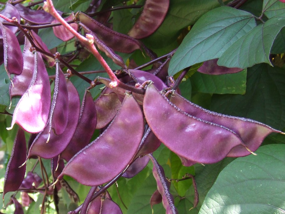 Долихос Лиана