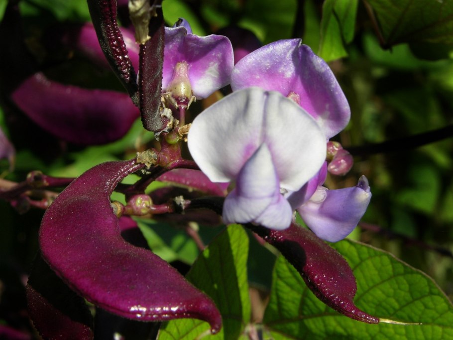 Гиацинтовые Бобы долихос