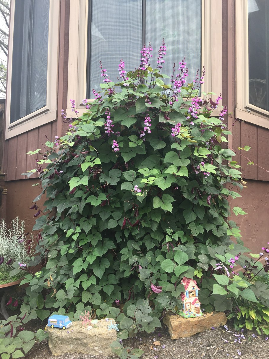 Долихос пурпурный