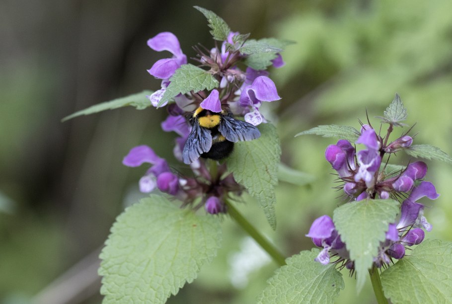 Lamium glaberrimum