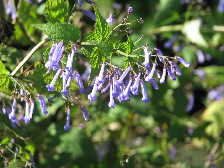 Isodon longitubus растение