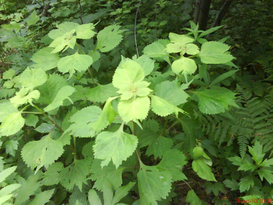 Вяз медонос