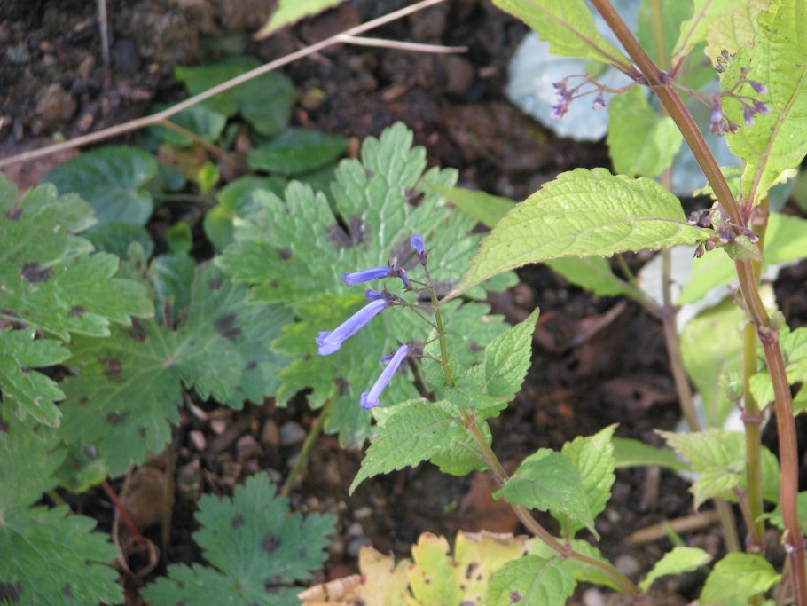 Syringodea longituba