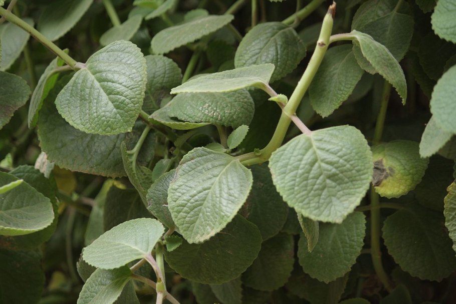 Шпороцветник сизочашечный