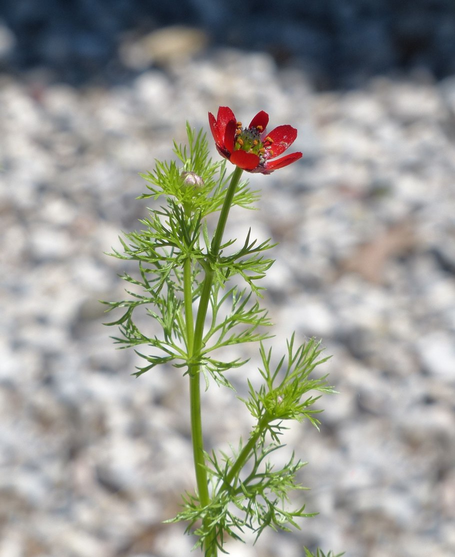 Адонис однолетний