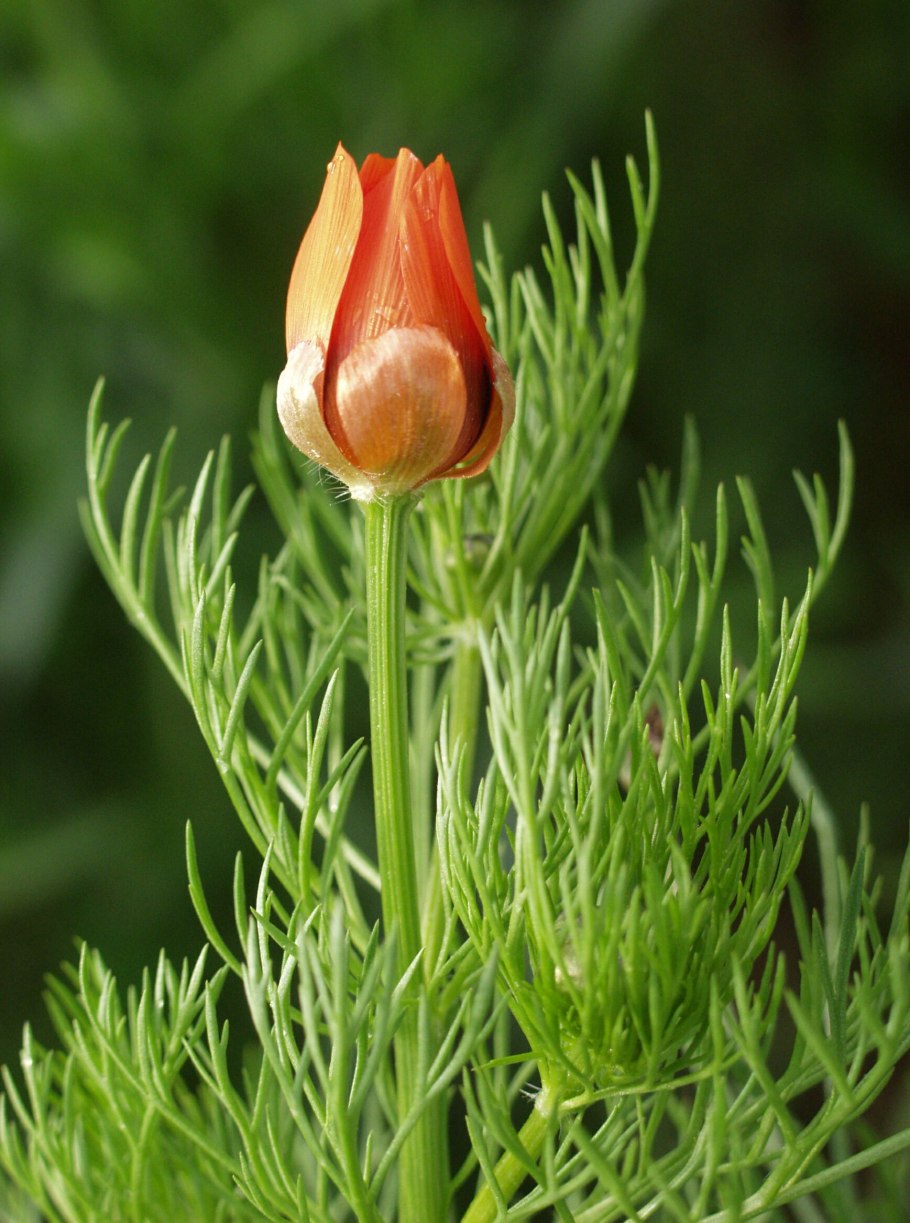 Адонис цветок красный