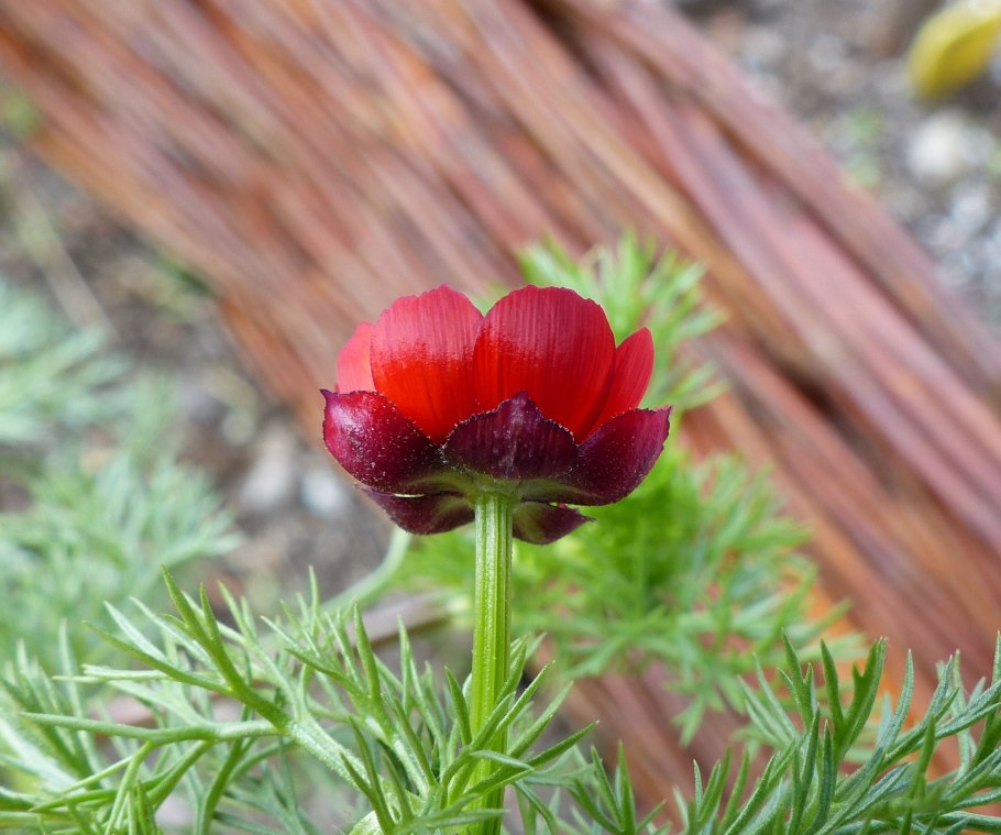 Адонис горицвет махровый