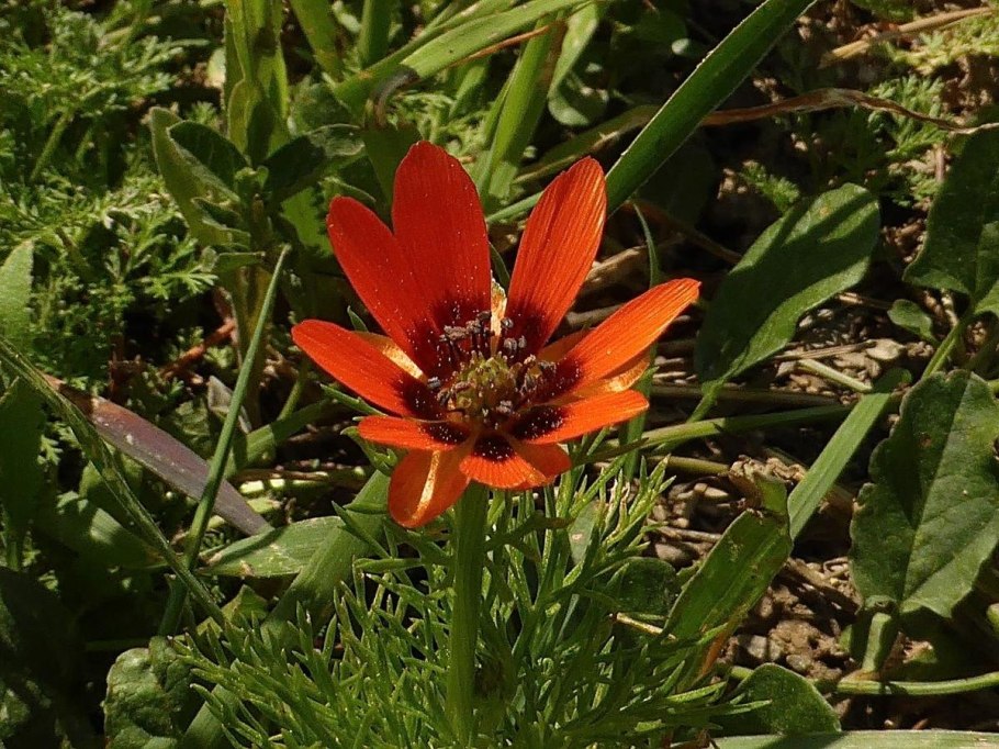 Адонис летний глаз Астраханский заповедник в HD формате