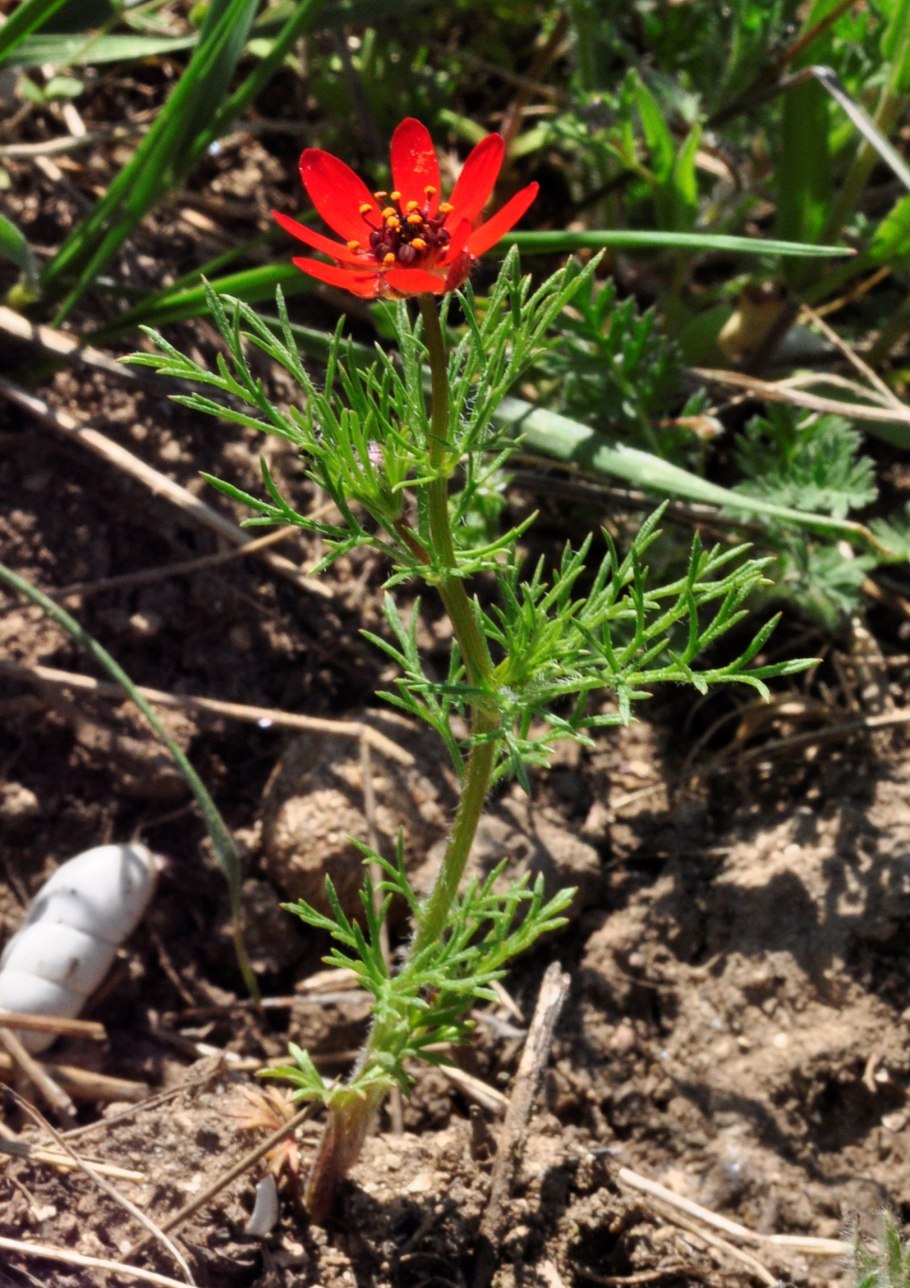 Горицвет Пламенный красная книга