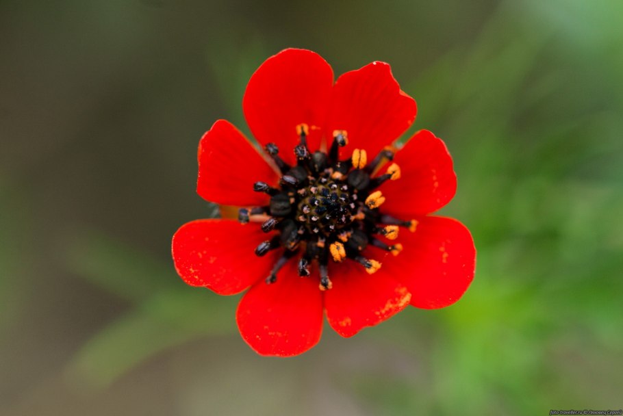 Адонис летний