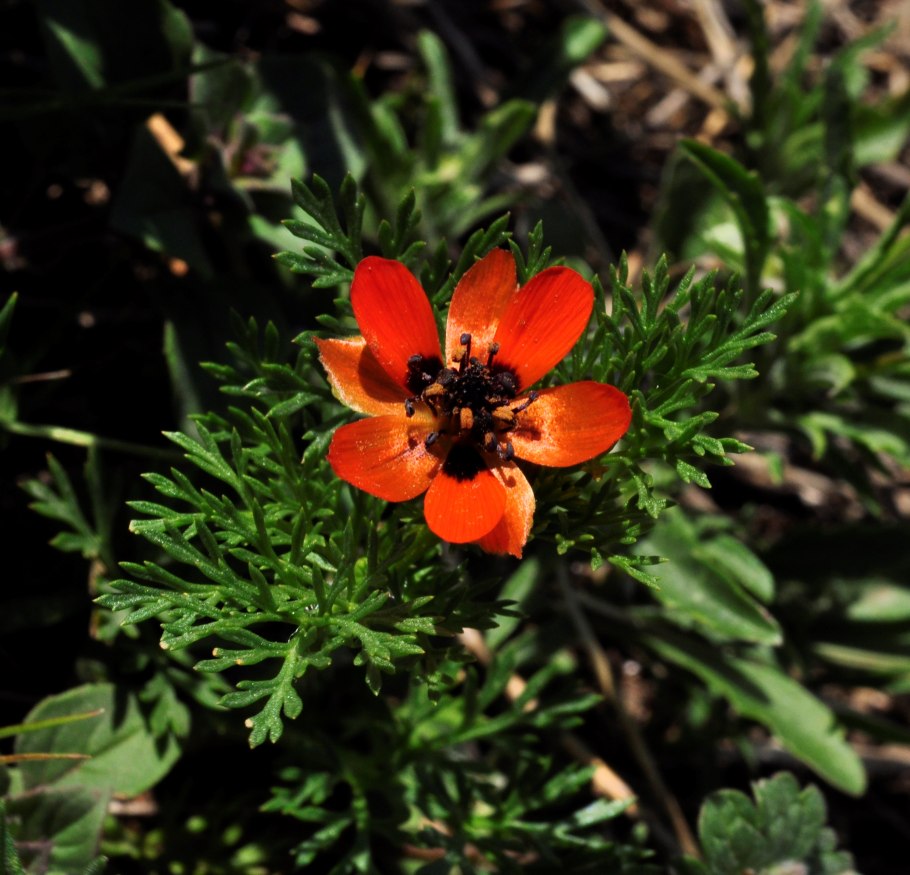 Адонис кроваво красный