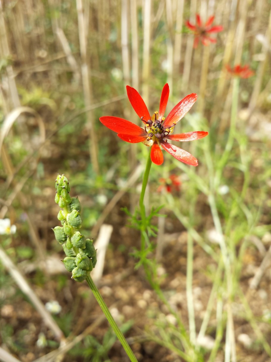 Адонис кроваво красный