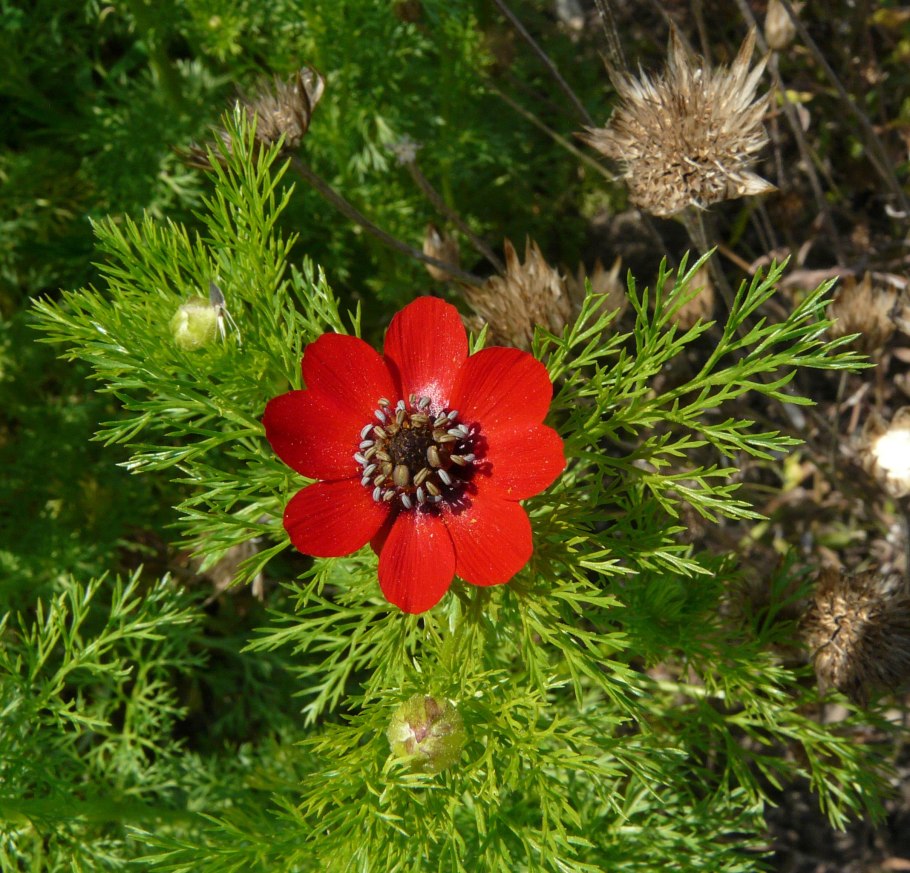 Адонис летний кроваво-красный