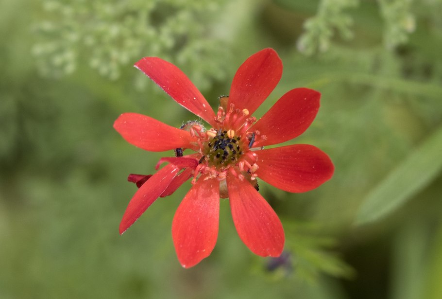 Адонис летний