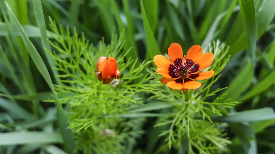 Адонис летний