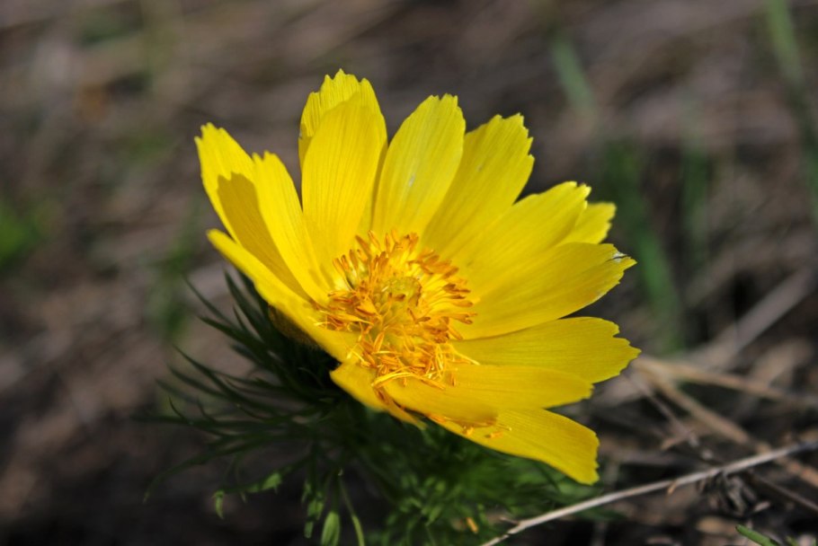 Адонис весенний (Adonis vernalis)