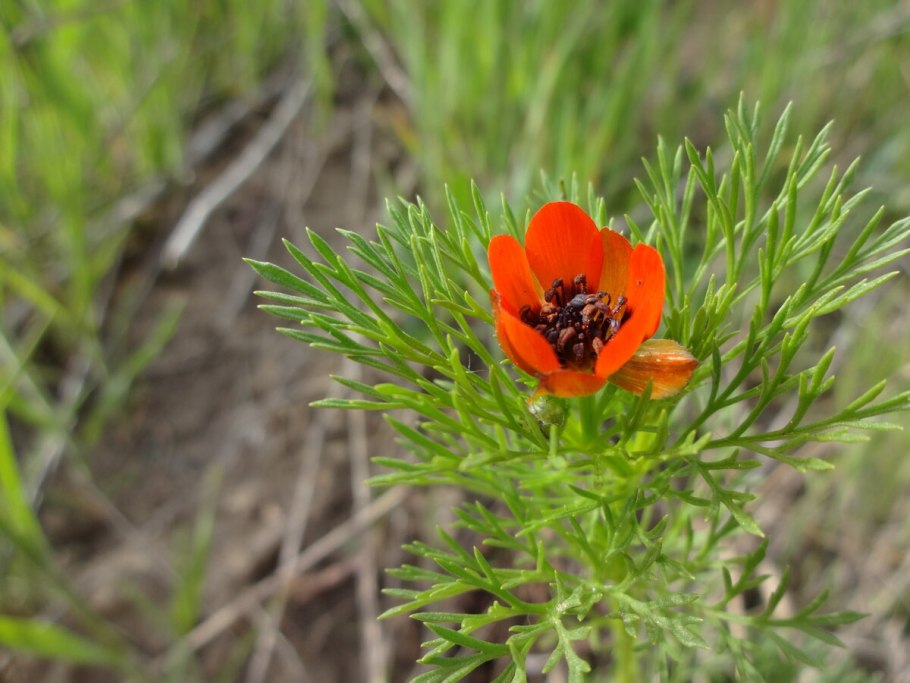 Адонис летний кроваво