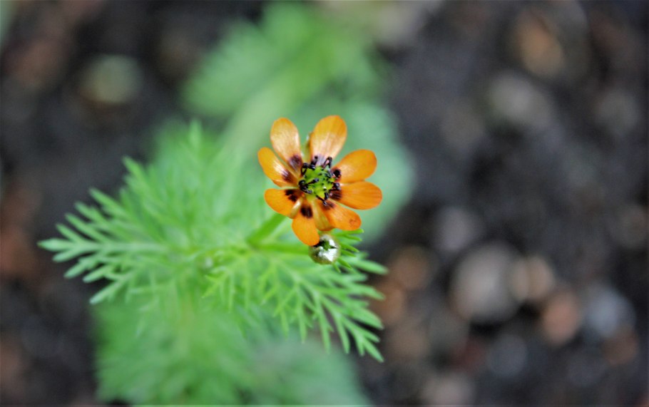 Комнатные цветы адонис