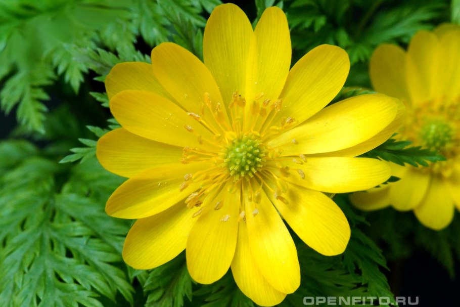 Адонис весенний