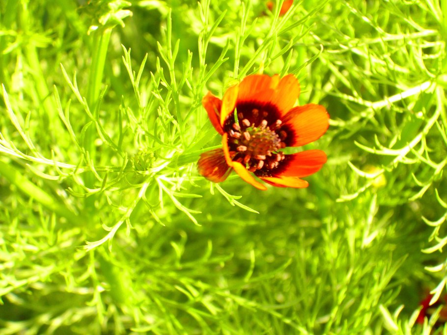 Адонис летний красный фото на грядке