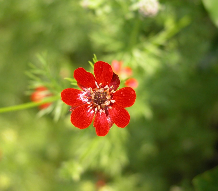 Горицвет кожистый