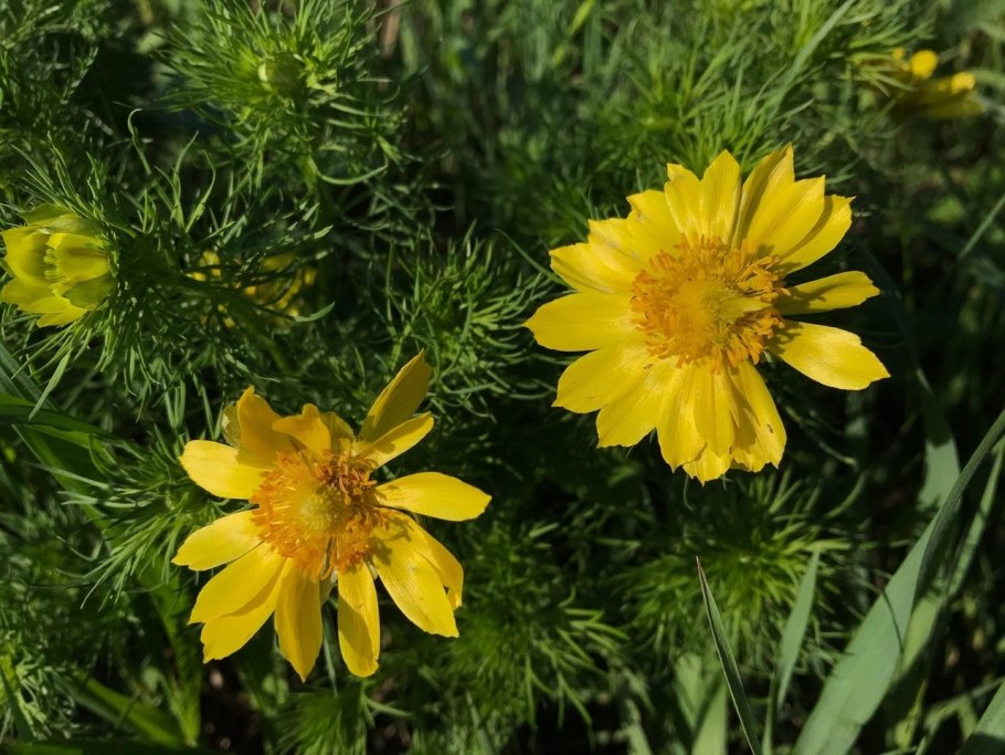 Адонис горицвет Ботаническая