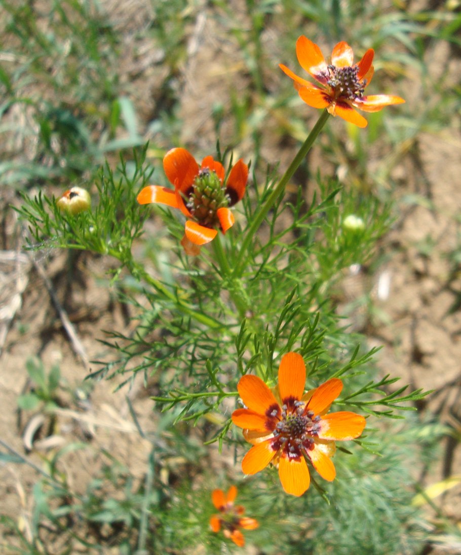 Адонис летний