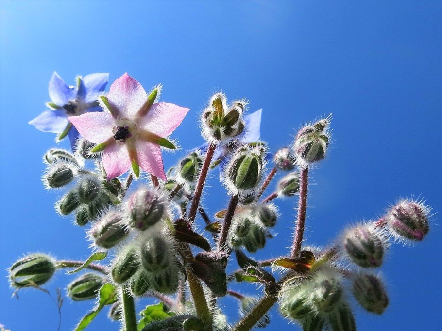 Трава бораго