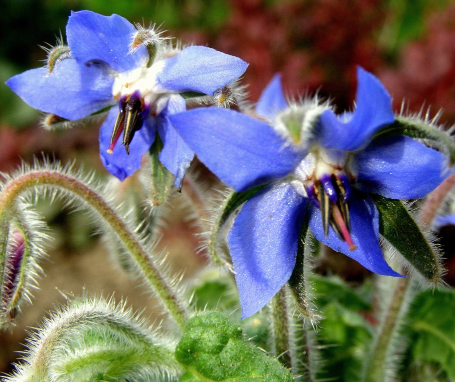 Огуречная трава, огуречник