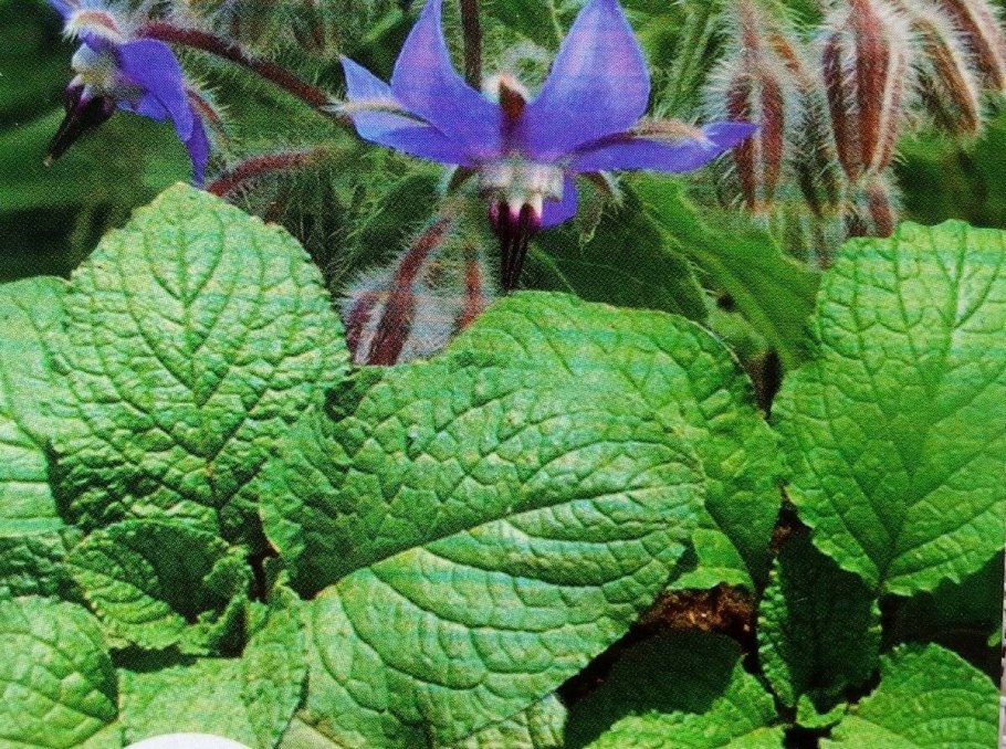 Растение бораго огуречная трава