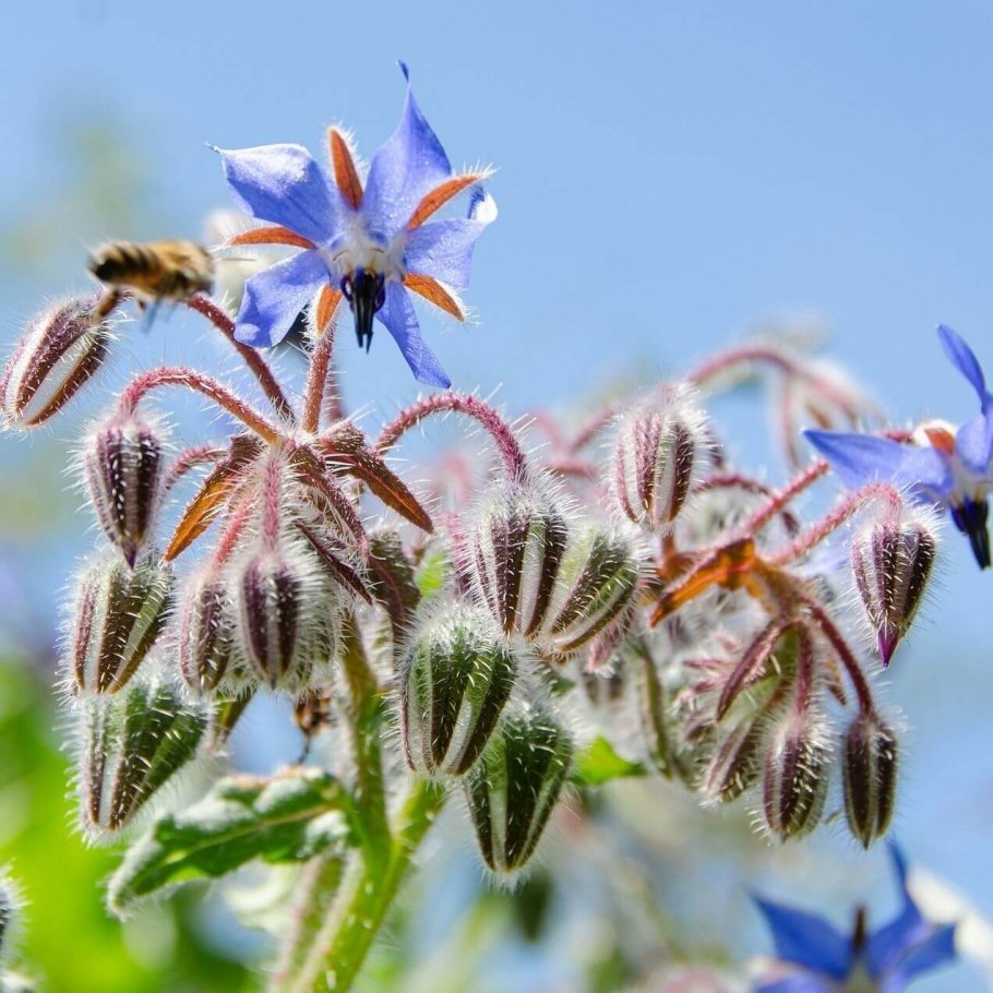 Огуречная трава бораго