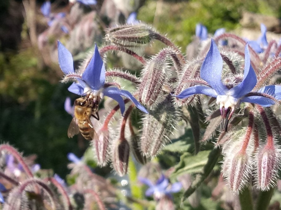Бораго (огуречная трава)Гном